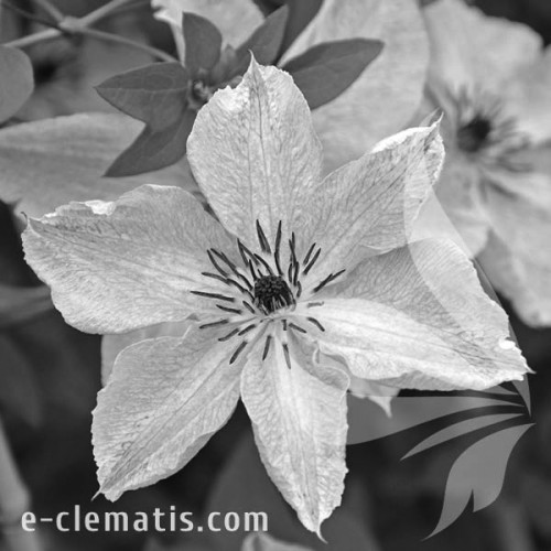 Clematis-Fairydust-BW.webp