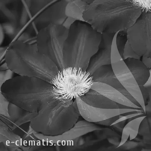 Clematis-Hoshi-no-Flamenco-BW.webp