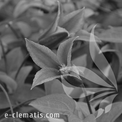 Clematis-Happy-Diana-BW.webp