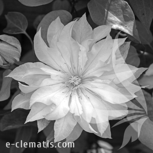 Clematis-First-Love-BW.webp