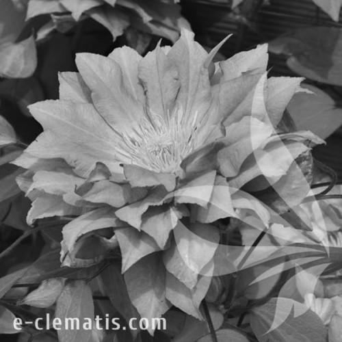 Clematis-Azure-Ball-BW.webp