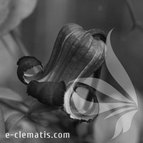 Clematis-Princess-Red-BW.webp