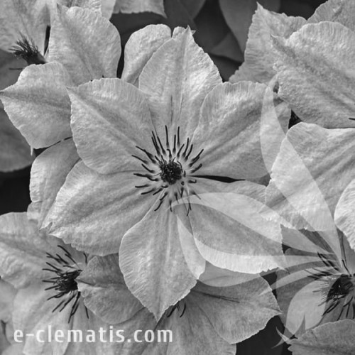 Clematis-Skyfall-BW.webp