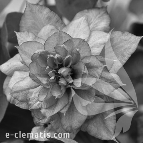Clematis-Innocent-Glance-BW.webp