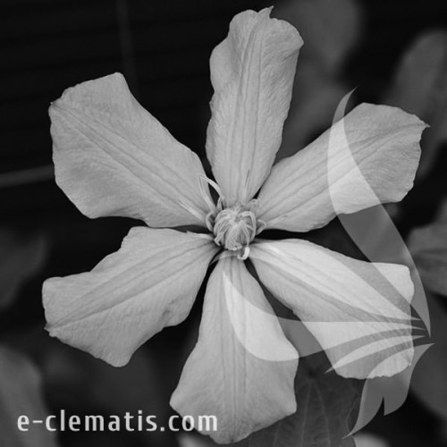 Clematis-Ai-Nor-BW.webp