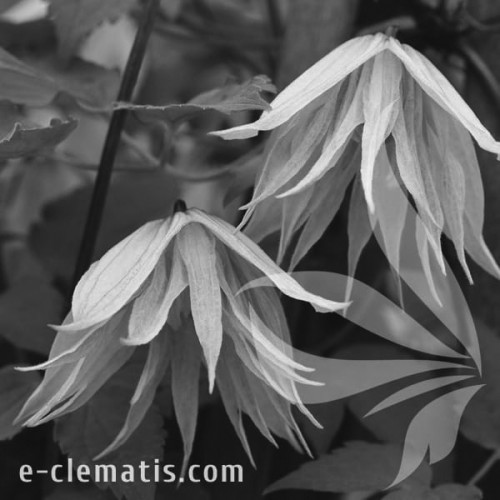 Clematis-Pink-Swing-BW.webp