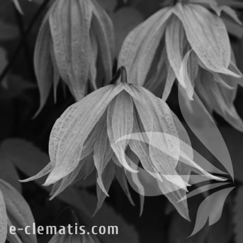 Clematis-Pink-Dream-BW.webp