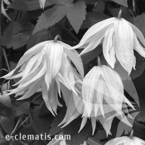 Clematis-Lemon-Dream-BW.webp