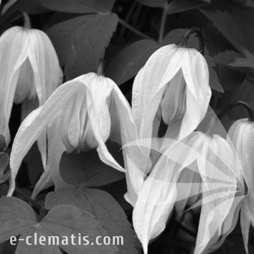 Clematis-Lemon-Beauty-BW.webp