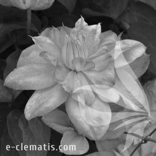 Clematis-Innocent-Blush-BW.webp