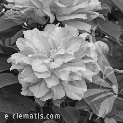 Clematis-Diamond-Ball-BW.webp