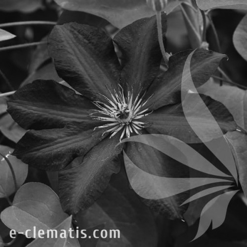 Clematis-Stasik-BW.webp