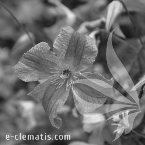 Clematis-Krakowiak-BW.webp