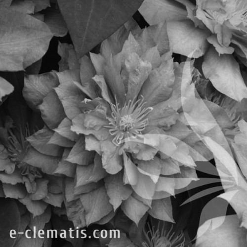 Clematis-Blue-Explosion-BW.webp