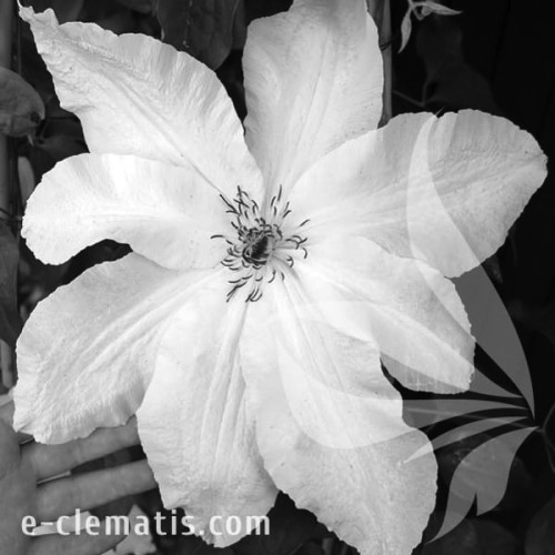 Clematis-Beautiful-Bride-BW.webp