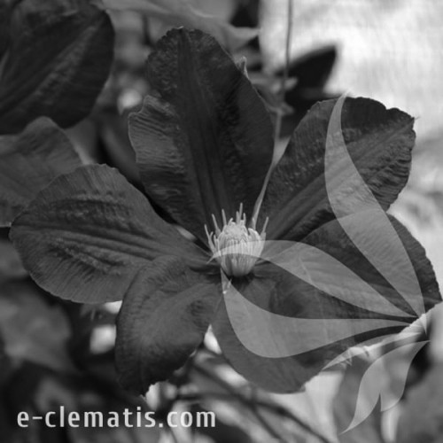 Clematis-Kryspina-BW.webp