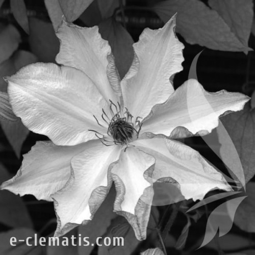 Clematis-Omoshiro-BW.webp