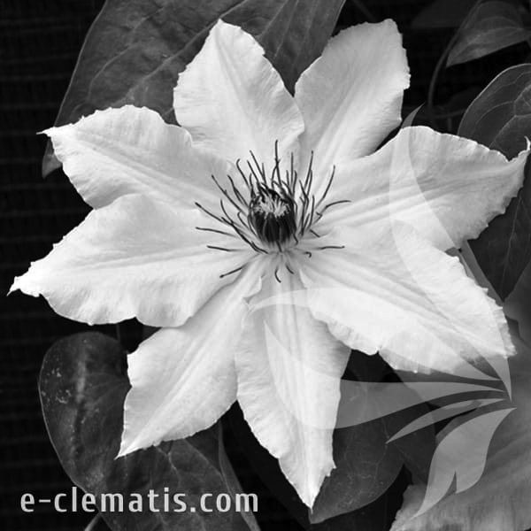 Clematis-Snow-Queen-BW.webp