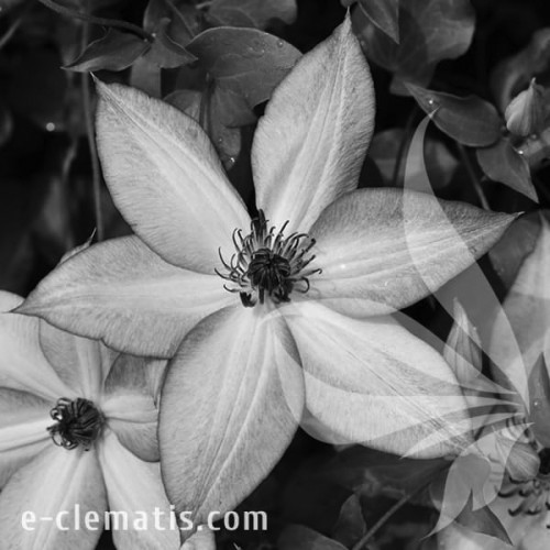 Clematis-Utopia-BW.webp