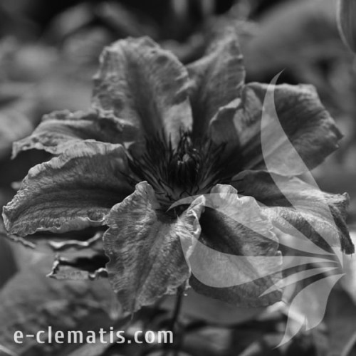 Clematis-Akaishi-BW.webp