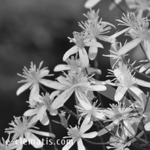 Clematis-mandschurica-BW.webp