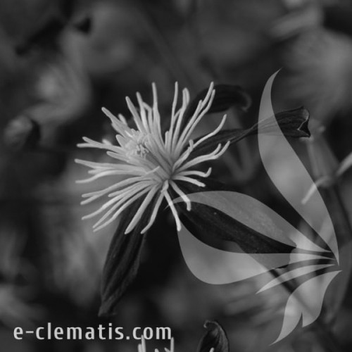 Clematis-aromatica-BW.webp