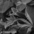 Clematis-Princess-Diana-BW.webp