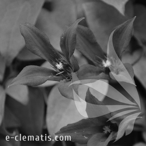 Clematis-Gravetye-Beauty-BW.webp