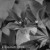 Clematis-Gravetye-Beauty-BW.webp
