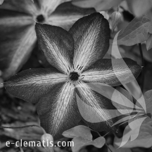 Clematis-Venosa-Violacea-BW.webp