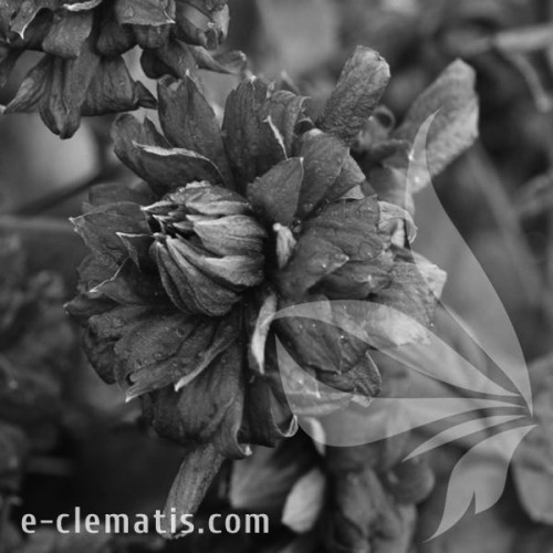 Clematis-Purpurea-Plena-Elegans-BW.webp