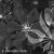 Clematis-Etoile-Violette-BW.webp