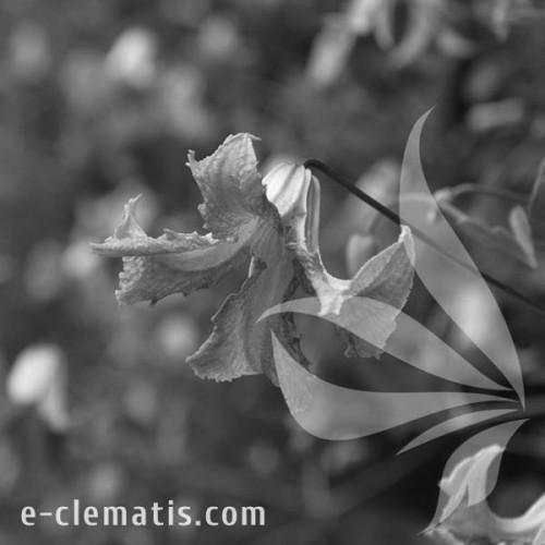 Clematis-Betty-Corning-BW.webp