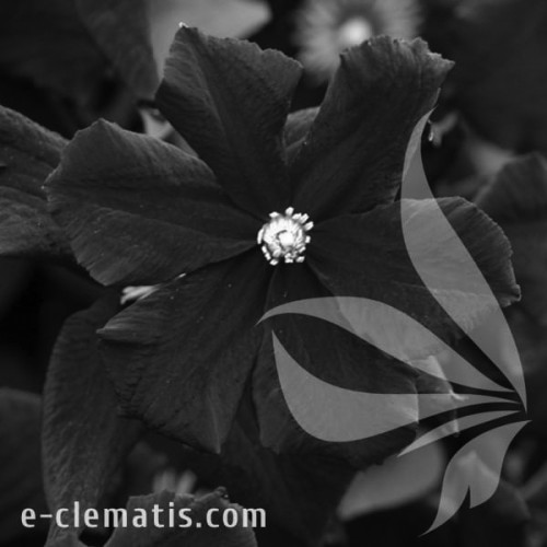 Clematis-Romantika-BW.webp
