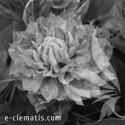 Clematis-Mazury-BW.webp