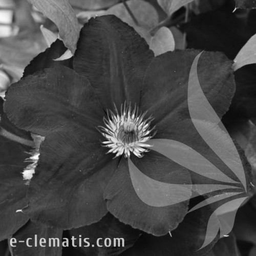 Clematis-Mazowsze-BW.webp