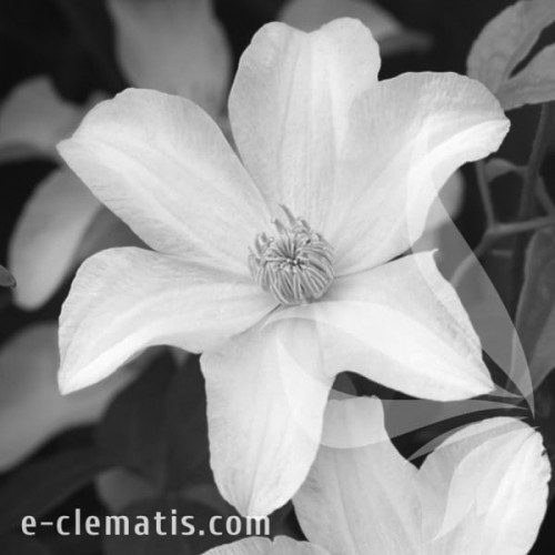Clematis-Huldine-BW.webp