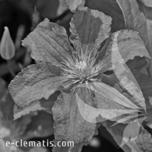 Clematis-Danuta-BW.webp