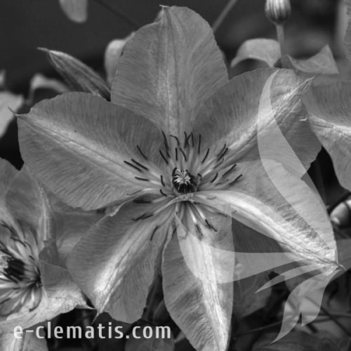 Clematis-Bieszczady-BW.webp