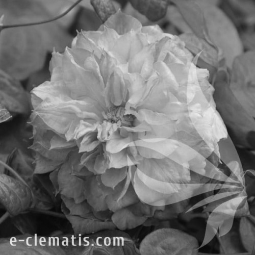 Clematis-Veronicas-Choice-BW.webp