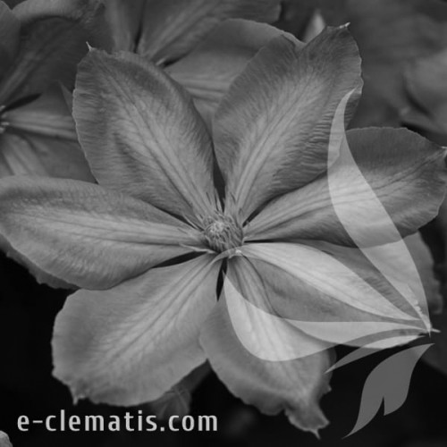 Clematis-Mrs-Cholmondeley-BW.webp