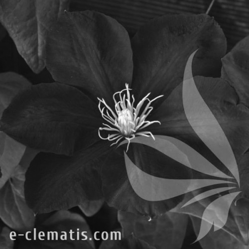 Clematis-Monte-Cassino-BW.webp