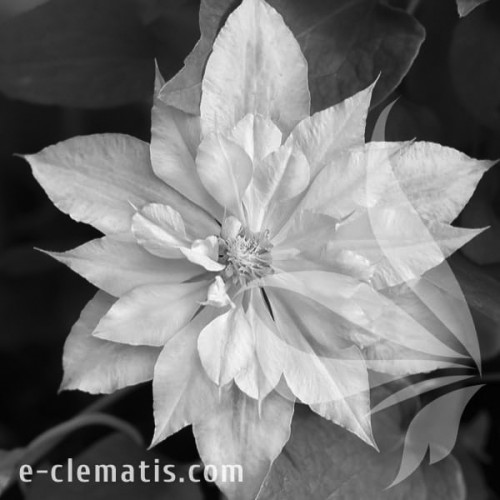 Clematis-Matka-Siedliska-BW.webp