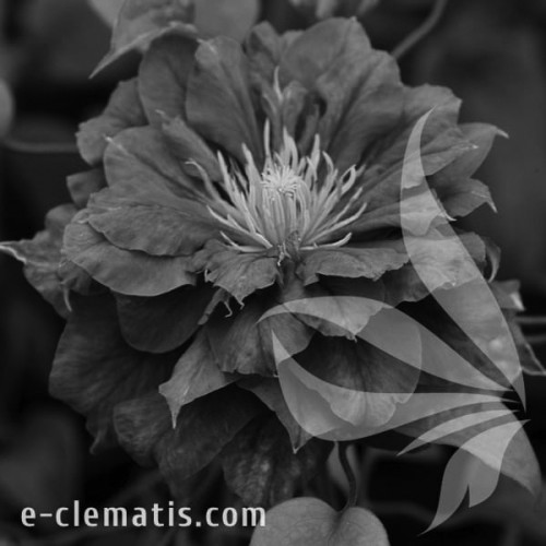 Clematis-Kiri-Te-Kanawa-BW.webp