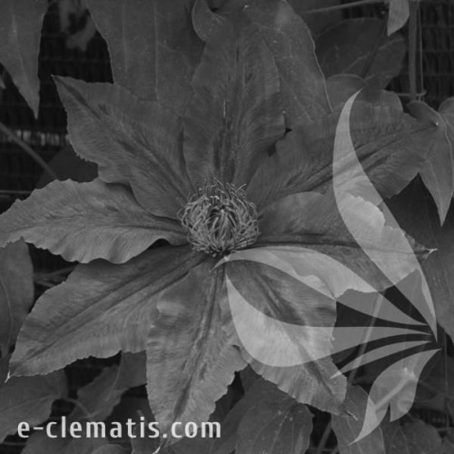 Clematis-Kacper-BW.webp