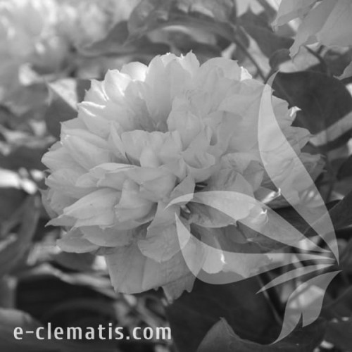 Clematis-Duches-of-Edinburgh-BW.webp