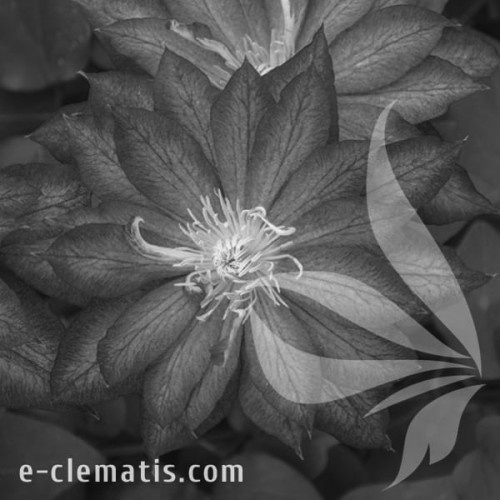 Clematis-Asao-BW.webp