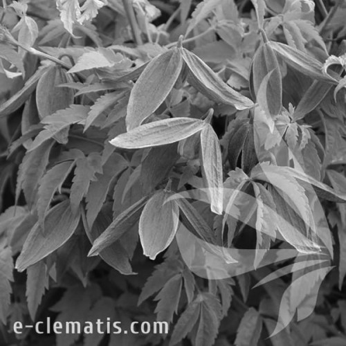 Clematis-Pamela-Jackman-BW.webp
