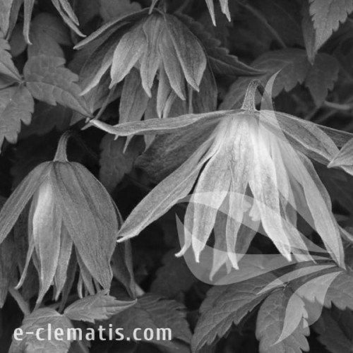 Clematis-Maidwell-Hall-BW.webp