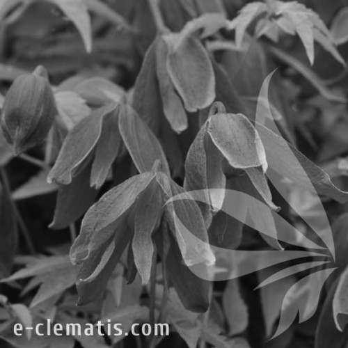 Clematis-Constance-BW.webp